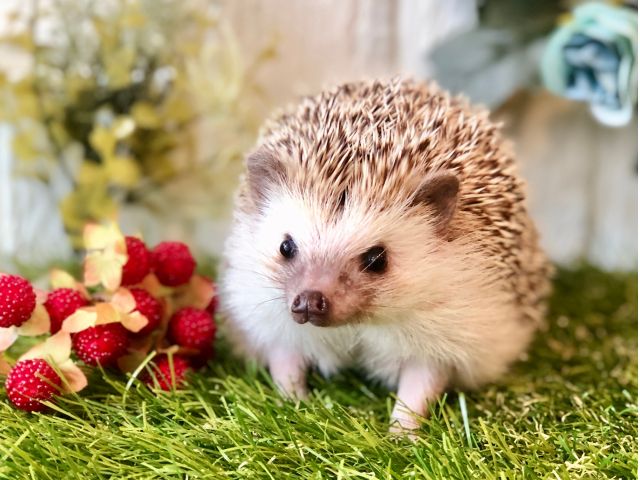 福岡初 ハリネズミ専門カフェ ハリネズミとふれあい60分 1ドリンク付き とっても癒される 女性やカップルにもおすすめ 博多から徒歩7分 当日予約可 Sumoa じゃらん遊び体験 福岡初 ハリネズミ専門カフェ ハリネズミとふれあい60分 1ドリンク付き とっても癒される 女性やカップルにもおすすめ 博多から徒歩7分 当日予約可 Sumoa じゃらん遊び体験