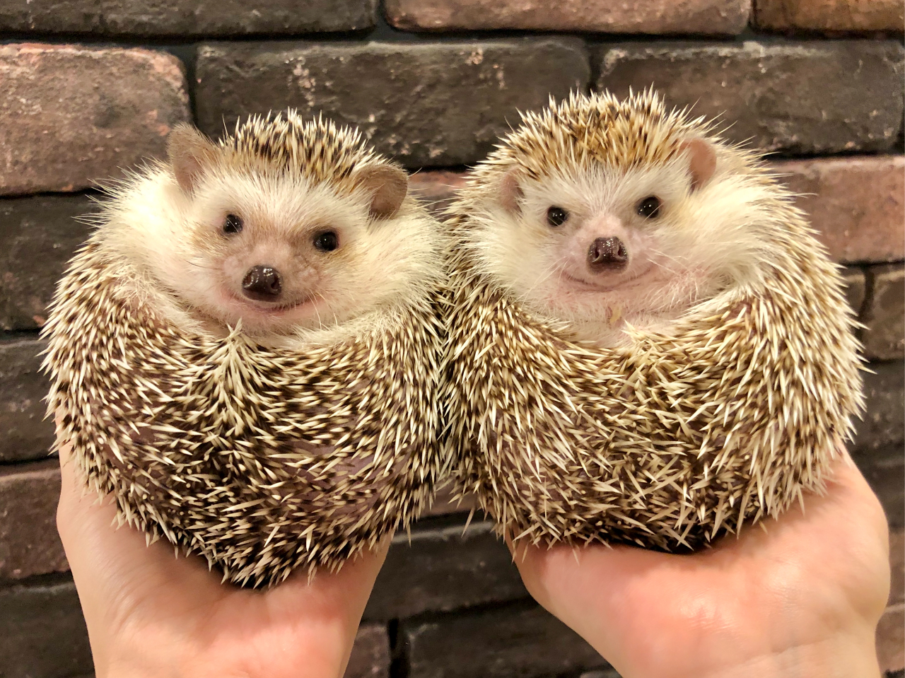 福岡初 ハリネズミ専門カフェ ハリネズミとふれあい60分 1ドリンク付き とっても癒される 女性やカップルにもおすすめ 博多から徒歩7分 当日予約可 Sumoa じゃらん遊び体験 福岡初 ハリネズミ専門カフェ ハリネズミとふれあい60分 1ドリンク付き とっても癒される 女性やカップルにもおすすめ 博多から徒歩7分 当日予約可 Sumoa じゃらん遊び体験