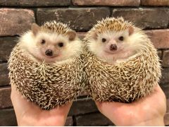 福岡の動物カフェランキングtop10 じゃらんnet 福岡の動物カフェランキングtop10 じゃらんnet