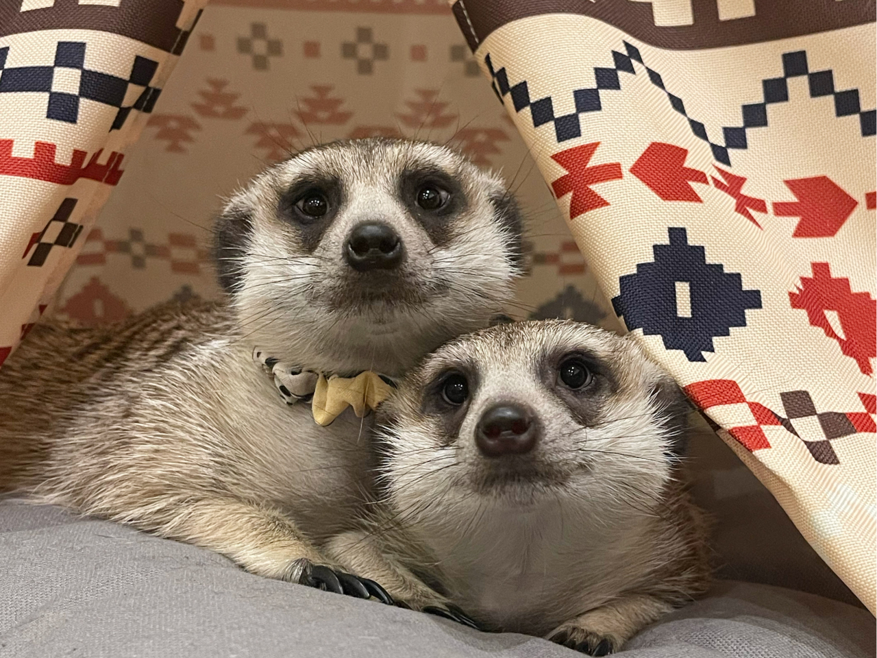 人懐っこいミーアキャットのふれあいもおすすめです☆(中学生以上〜)