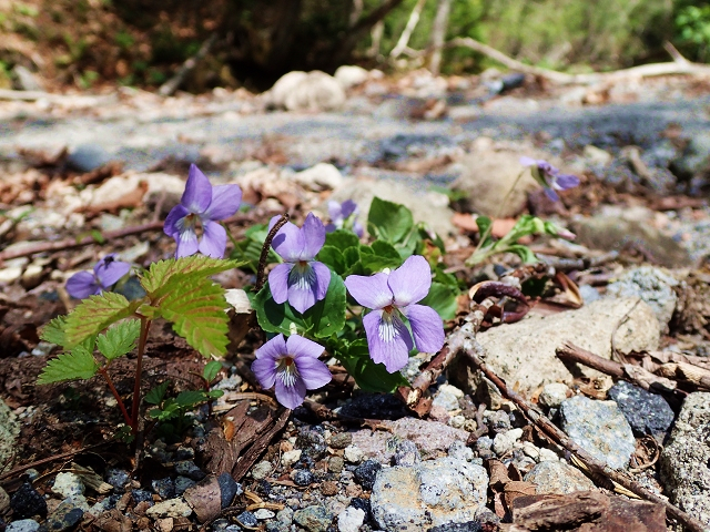 X~BnCLOł͐AⒹώ@ł܂I