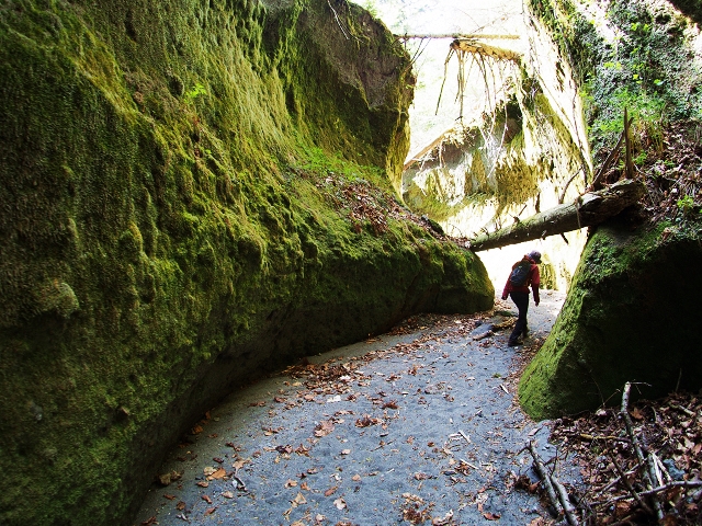 見上げるほどの苔に覆われた回廊!空気は澄んでいて涼しい〜♪