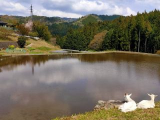 ヤギとまったり