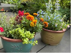 ◆季節の寄せ植え 花苗で寄せ植えをしていただきます