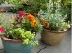◆季節の寄せ植え 花苗で寄せ植えをしていただきます