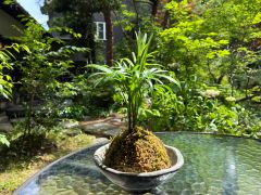 ◆観葉植物などをベースに土と苔を巻いていき、オリジナルの苔玉をお作りいただきます。