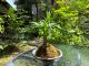 ◆観葉植物などをベースに土と苔を巻いていき、オリジナルの苔玉をお作りいただきます。