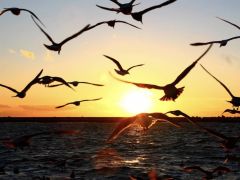 もぐもぐタイムでは、想像以上の海鳥たちがやってきます。鳥たちと並走して感じる海風は格別です!