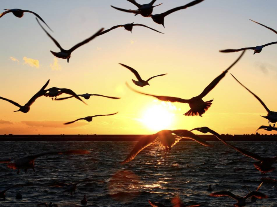 ���������^�C���ł́A�z���ȏ�̊C������������Ă��܂��B�������ƕ������Ċ�����C���͊i�ʂł��I