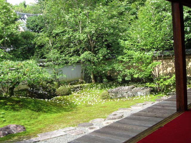 京都 通常非公開 沙羅双樹の寺 妙心寺塔頭東林院で 沙羅の花を愛でる会 と花ごころでの昼食プラン 京料理 花ごころ じゃらん遊び体験 京都 通常非公開 沙羅双樹の寺 妙心寺塔頭東林院で 沙羅の花を愛でる会 と花ごころでの昼食プラン 京料理 花ごころ じゃらん遊び体験
