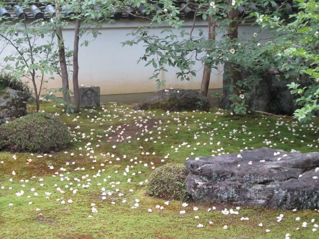 京都 通常非公開 沙羅双樹の寺 妙心寺塔頭東林院で 沙羅の花を愛でる会 と花ごころでの昼食プラン 京料理 花ごころ じゃらん遊び体験 京都 通常非公開 沙羅双樹の寺 妙心寺塔頭東林院で 沙羅の花を愛でる会 と花ごころでの昼食プラン 京料理 花ごころ じゃらん遊び体験