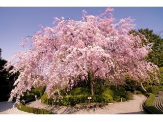 退蔵院 しだれ桜
