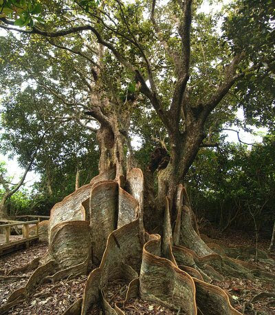 ŏIړIn͎400N̋؁wTLV}XIEmLx܂6.5LB̍3.3[gI