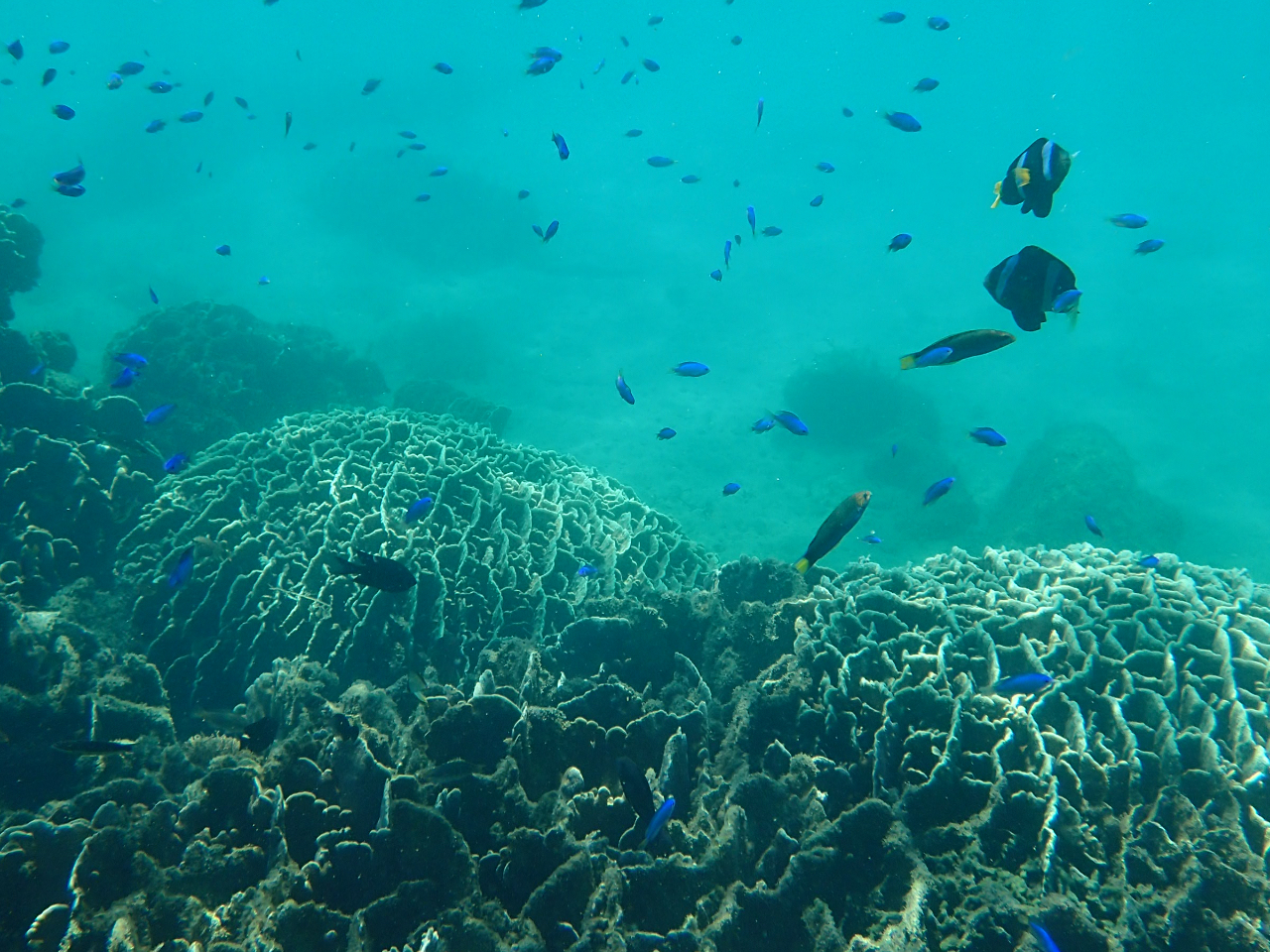 XʂƔMыCorals and tropical fishes 