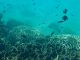 珊瑚礁と熱帯魚Corals and tropical fishes