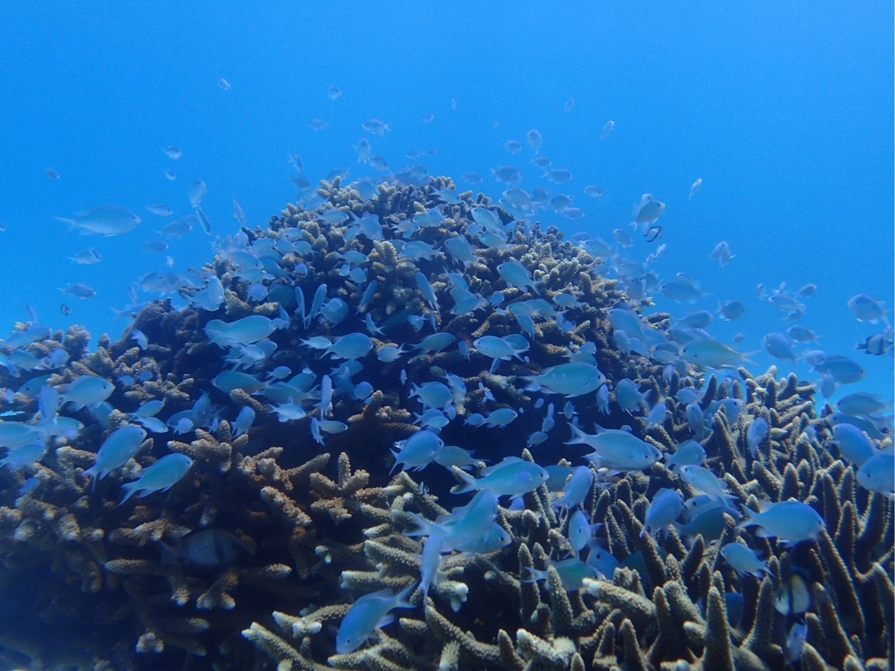 今日からあなたも仲間です!