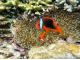 お魚さんこんにちは♪