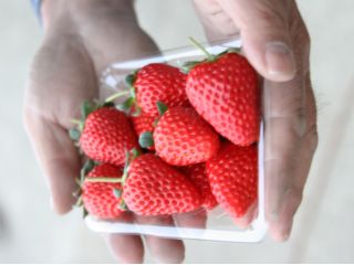 じゃらん初登場!自慢のいちごの量り売り♪※平日限定【コロナ対策あり】