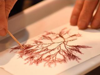 海藻おしば作り体験 10種類以上のカラフルな能登の海藻を使って作る 海藻おしばのポストカード作り体験 能登旅行の記念 お土産におすすめです 昆布 海産物處 しら井 じゃらん遊び体験 海藻おしば作り体験 10種類以上のカラフルな能登の海藻を使って作る 海藻おしばのポストカード作り体験 能登旅行の記念 お土産におすすめです 昆布 海産物處 しら井 じゃらん遊び体験