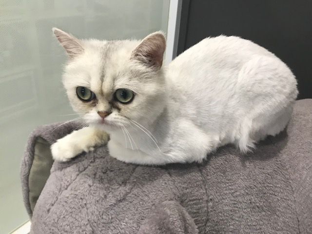 静岡 ねこカフェ 猫とカフェをお楽しみいただける人気の60分コース 犬カフェ 猫カフェ はちゅう類カフェ アニマルカフェmilk じゃらん遊び体験 静岡 ねこカフェ 猫とカフェをお楽しみいただける人気の60分コース 犬カフェ 猫カフェ はちゅう類カフェ アニマルカフェmilk じゃらん遊び体験