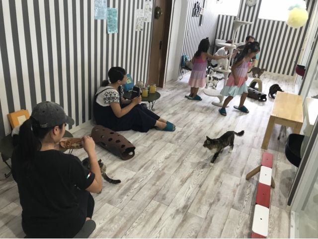静岡 ねこカフェ 猫とカフェをお楽しみいただける人気の60分コース 犬カフェ 猫カフェ はちゅう類カフェ アニマルカフェmilk じゃらん遊び体験 静岡 ねこカフェ 猫とカフェをお楽しみいただける人気の60分コース 犬カフェ 猫カフェ はちゅう類カフェ アニマルカフェmilk じゃらん遊び体験