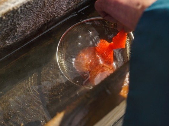 93℃のお湯に入れる