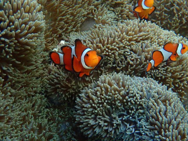 石垣島 国立公園 米原ビーチでシュノーケルツアー ウェットスーツ 温水シャワー完備で快適 4歳 参加ok 浅瀬でアイドル ニモ や珊瑚が沢山 ツアーの思い出写真プレゼントしますよ Jellyfish じゃらん遊び体験 石垣島 国立公園 米原ビーチでシュノーケルツアー ウェットスーツ 温水シャワー完備で快適 4歳 参加ok 浅瀬でアイドル ニモ や珊瑚が沢山 ツアーの思い出写真プレゼントしますよ Jellyfish じゃらん遊び体験