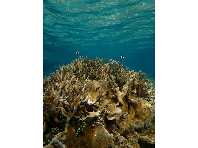 石垣島 国立公園 米原ビーチでシュノーケルツアー ウェットスーツ 温水シャワー完備で快適 4歳 参加ok 浅瀬でアイドル ニモ や珊瑚が沢山 ツアーの思い出写真プレゼントしますよ Jellyfish じゃらん遊び体験 石垣島 国立公園 米原ビーチでシュノーケルツアー ウェットスーツ 温水シャワー完備で快適 4歳 参加ok 浅瀬でアイドル ニモ や珊瑚が沢山 ツアーの思い出写真プレゼントしますよ Jellyfish じゃらん遊び体験