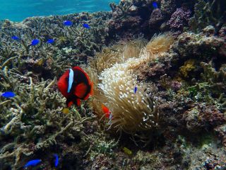 石垣島 国立公園 米原ビーチでシュノーケルツアー ウェットスーツ 温水シャワー完備で快適 4歳 参加ok 浅瀬でアイドル ニモ や珊瑚が沢山 ツアーの思い出写真プレゼントしますよ Jellyfish じゃらん遊び体験 石垣島 国立公園 米原ビーチでシュノーケルツアー ウェットスーツ 温水シャワー完備で快適 4歳 参加ok 浅瀬でアイドル ニモ や珊瑚が沢山 ツアーの思い出写真プレゼントしますよ Jellyfish じゃらん遊び体験