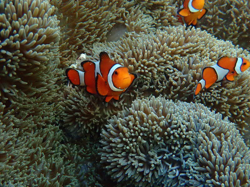 石垣市 新型コロナ感染予防実施協力事業所 国立公園 米原ビーチでスノーケルツアー 4歳 Ok 初心者大歓迎 少人数制プラン スノーケルレクチャーあり サンゴ礁 ニモに会える癒しツアー Jellyfish じゃらん遊び体験 石垣市 新型コロナ感染予防実施協力事業所 国立公園 米原ビーチでスノーケルツアー 4歳 Ok 初心者大歓迎 少人数制プラン スノーケルレクチャーあり サンゴ礁 ニモに会える癒しツアー Jellyfish じゃらん遊び体験