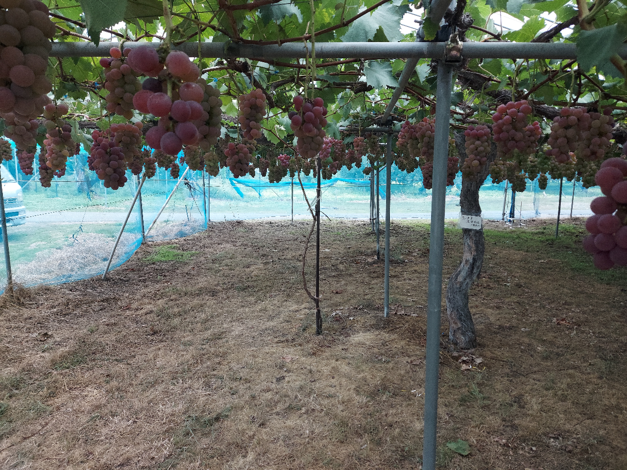 【期間限定価格!】【ラストぶどう狩り】ぶどうが食べ放題★広い農園でゆったりフルー...