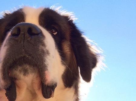 お ー くん ふれあい 牧場