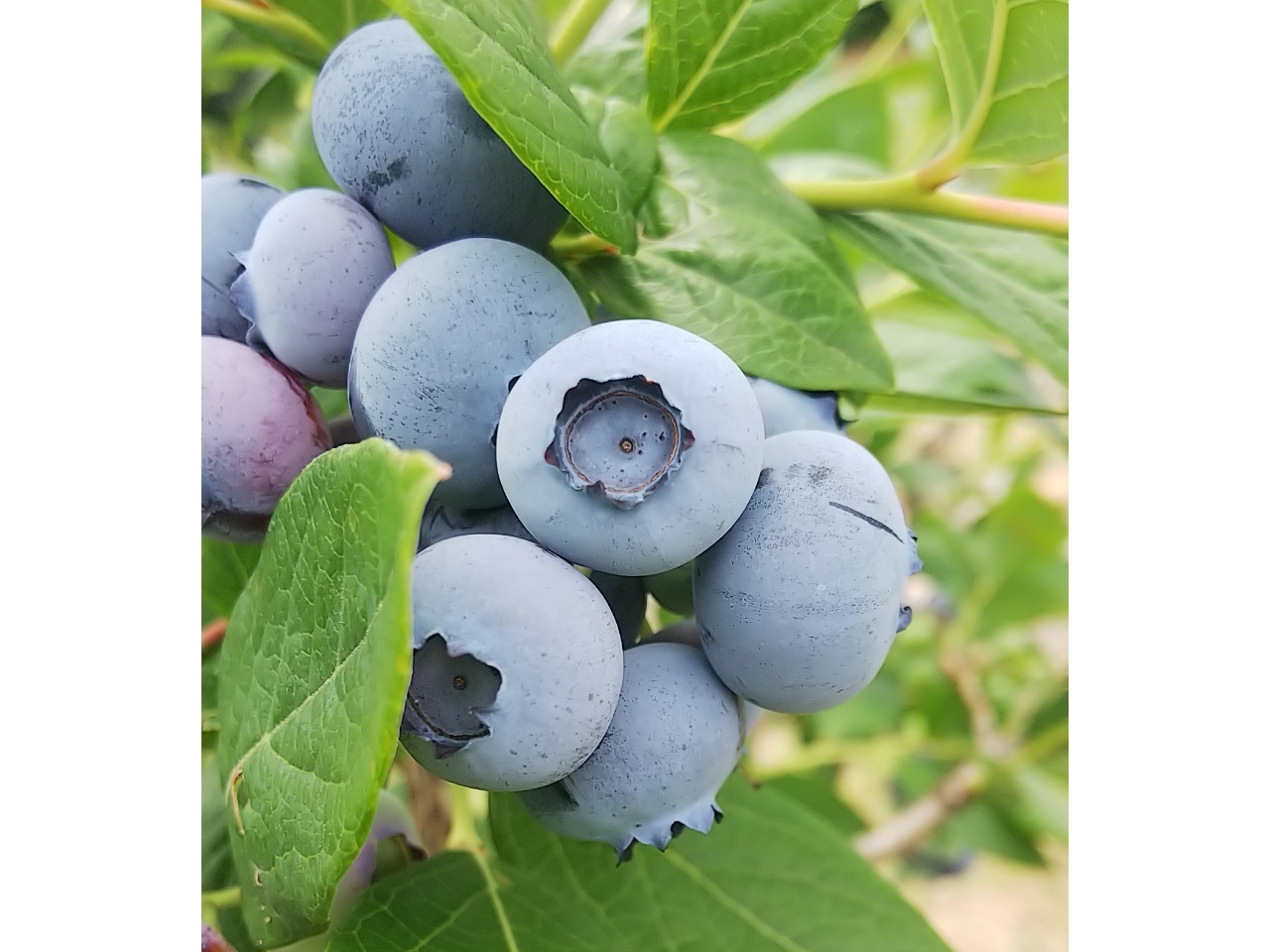 時間制限なし 食べ放題500円 コロナ対策中 大粒で美味しいブルーベリー狩り ファミリー カップル 女性におすすめ 滝桜湖つみとりブルーベリー園 じゃらん遊び体験