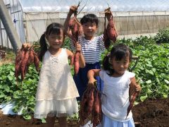 埼玉の芋掘りランキングtop10 じゃらんnet 埼玉の芋掘りランキングtop10 じゃらんnet