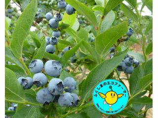 時間無制限 食べ放題500円 コロナ対策中 2 500本の大粒で甘いハイブッシュブルーベリーを好きなだけ食べちゃってください 過足ブルーベリーの丘 じゃらん遊び体験