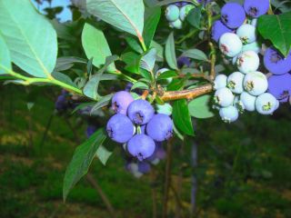 時間無制限 食べ放題500円 コロナ対策中 2 500本の大粒で甘いハイブッシュブルーベリーを好きなだけ食べちゃってください 過足ブルーベリーの丘 じゃらん遊び体験