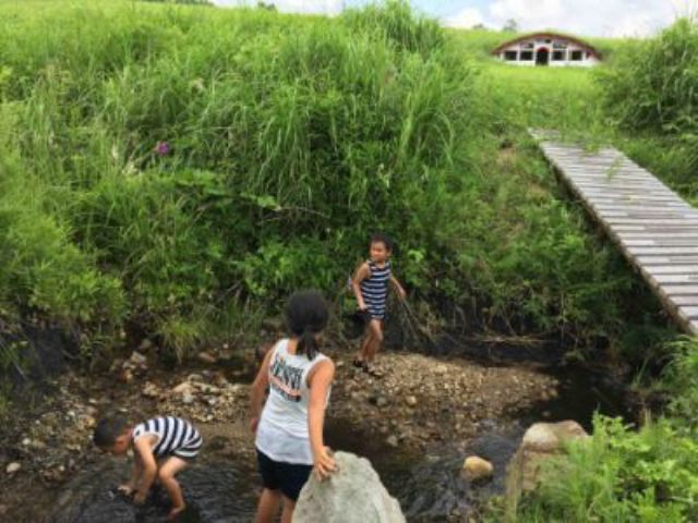 農場内を流れる小川には野生のメダカが生息しています。