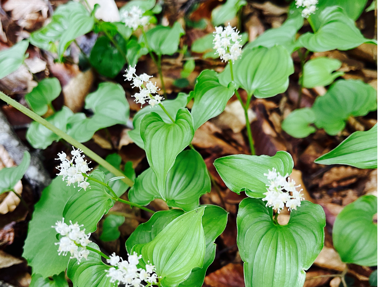 ߑiT`Ujtw̔BŁAsɐL΂悭ɐB܂Br2̃n[g`̗tĉł