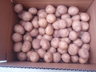 じゃがいも種植え 収穫体験 北の大地で自然栽培の食育体験 ファミリーにおすすめ 新千歳空港から車で10分 自然栽培ただし 農園 じゃらん遊び体験 じゃがいも種植え 収穫体験 北の大地で自然栽培の食育体験 ファミリーにおすすめ 新千歳空港から車で10分 自然栽培ただし 農園 じゃらん遊び体験