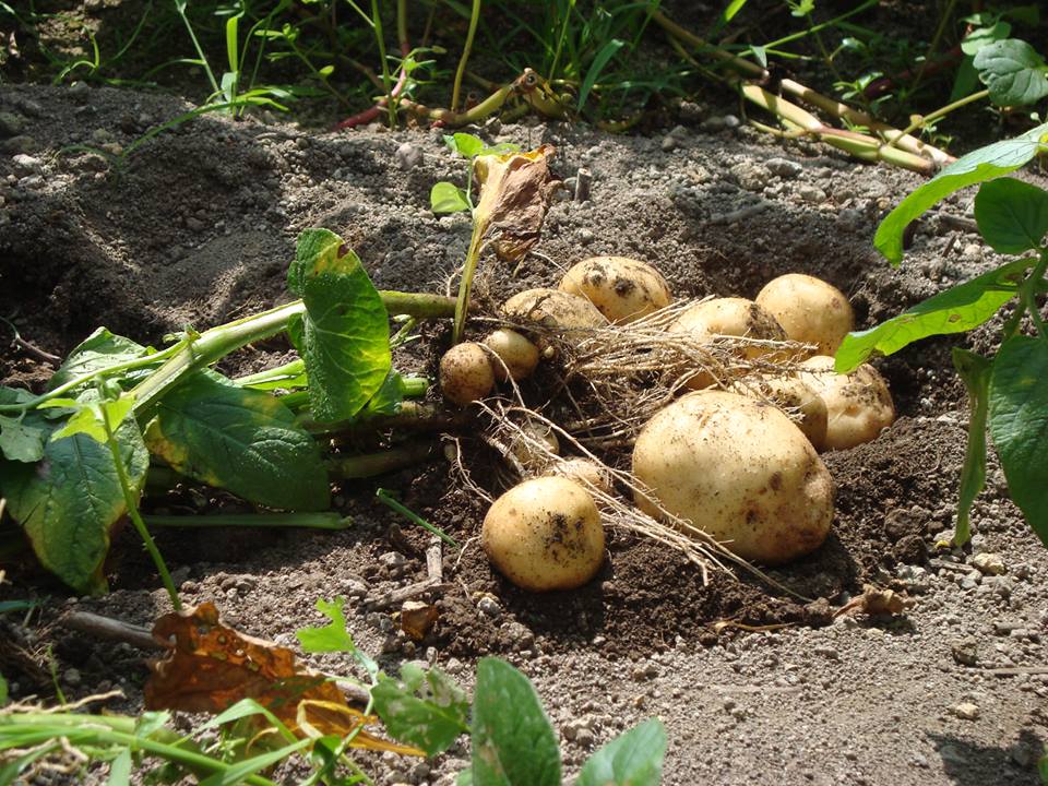 じゃがいもの収穫