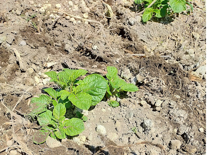 y񂹁@T{U{@͂R{T{@ƏȈ