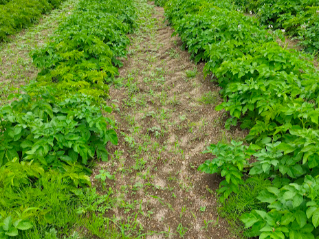 UW@ꂩVC͂ǂȂH@ĴȂ@₷邽ߑ͏Ȃ@@@͓eˁBL΂ēA