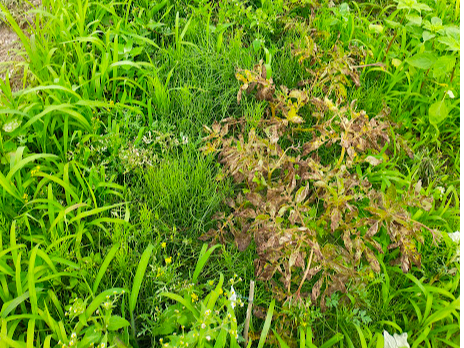 I@@@̂ȂĂ̍l@ˁ@@Ȏ͖؉Aŉ߂ˁ@y̒RTx𒴂Ɓ@ႪˁAnĂ܂Ƃ