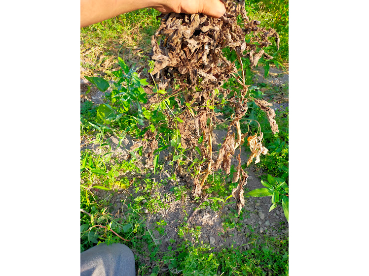 V{@͂ꂽi킩n@@t͂Ă璼̂Ⴊ́@X߂ׂN[~[@@ԂoƃzNzN Ⴊ炵ɁI