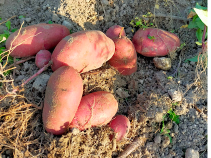 bh[@g\NC[ƂŒ@ł͍ŏɎno@ϕꂵɂ^Cv