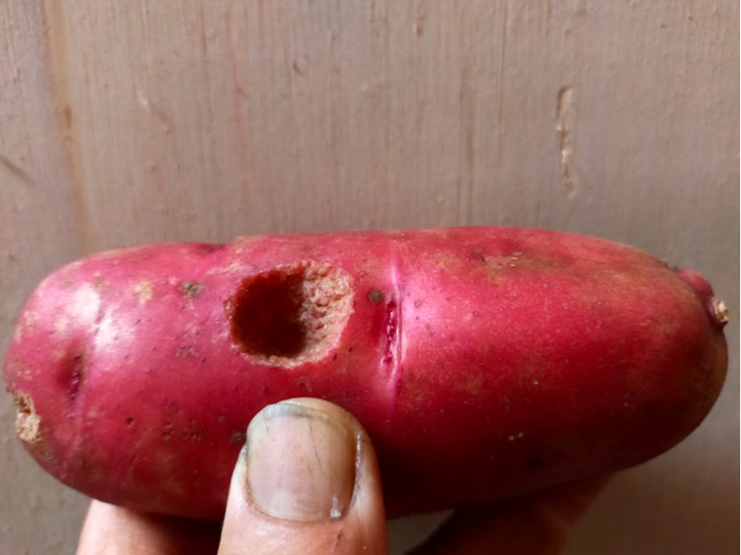 NAĤׂ́@@ûЂ𑾗zɁ`EEE~~Yā@IPāv@Pł@܁A_Ȃ̂ŒH܂@y͒Ɠ