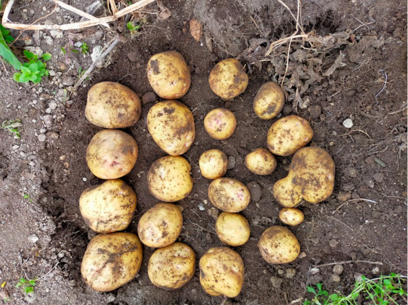 Ԃ́hhkCōłlC̈@@@ Ԃ̃bh[Ȃ@W߁@ƃbh[Ȃ@W{ɔ܂@@