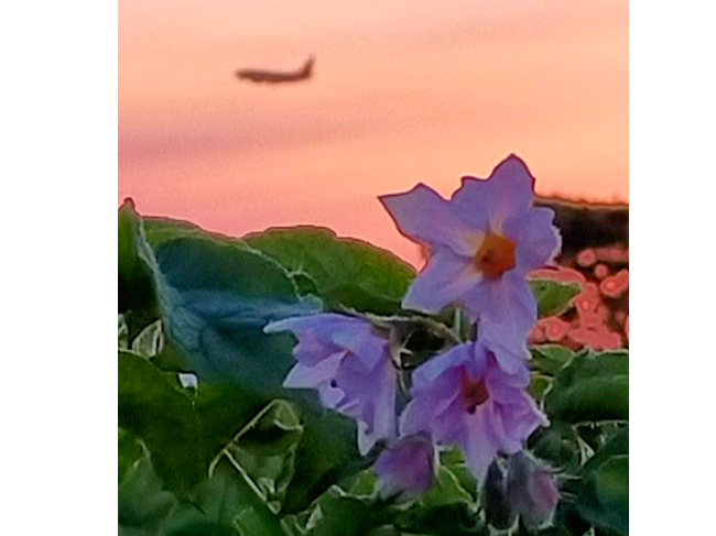 U{W@ႪɐFfƎ̉ԁ@ȂƔԁ@@s̐F͗΂ȁ@g}ĝ悤Ȏł܂HׂȂ̂ň傫邽߂ԓE݂܂