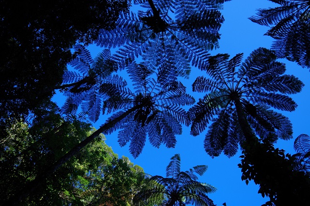 oĂȕ͋CłBȃqJQwS͂{Ȃ̂HƋ^ƊԈႢȂB