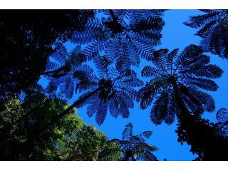 恐竜が出てきそうな雰囲気です。巨大なヒカゲヘゴはここが日本なのか?と疑うこと間違いなし。